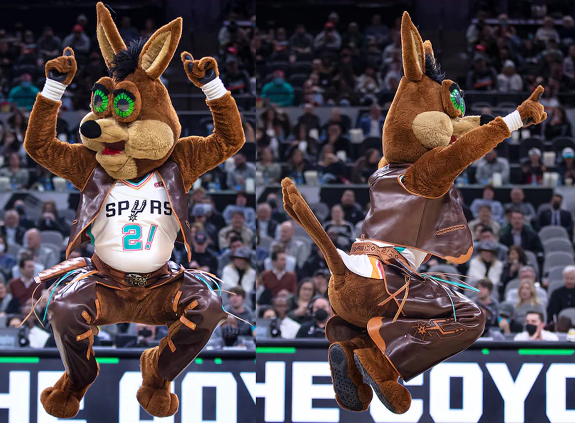 Coyote  San antonio spurs, Mascot, Spurs
