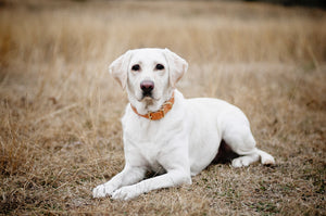 Country Dog Collar // Tan